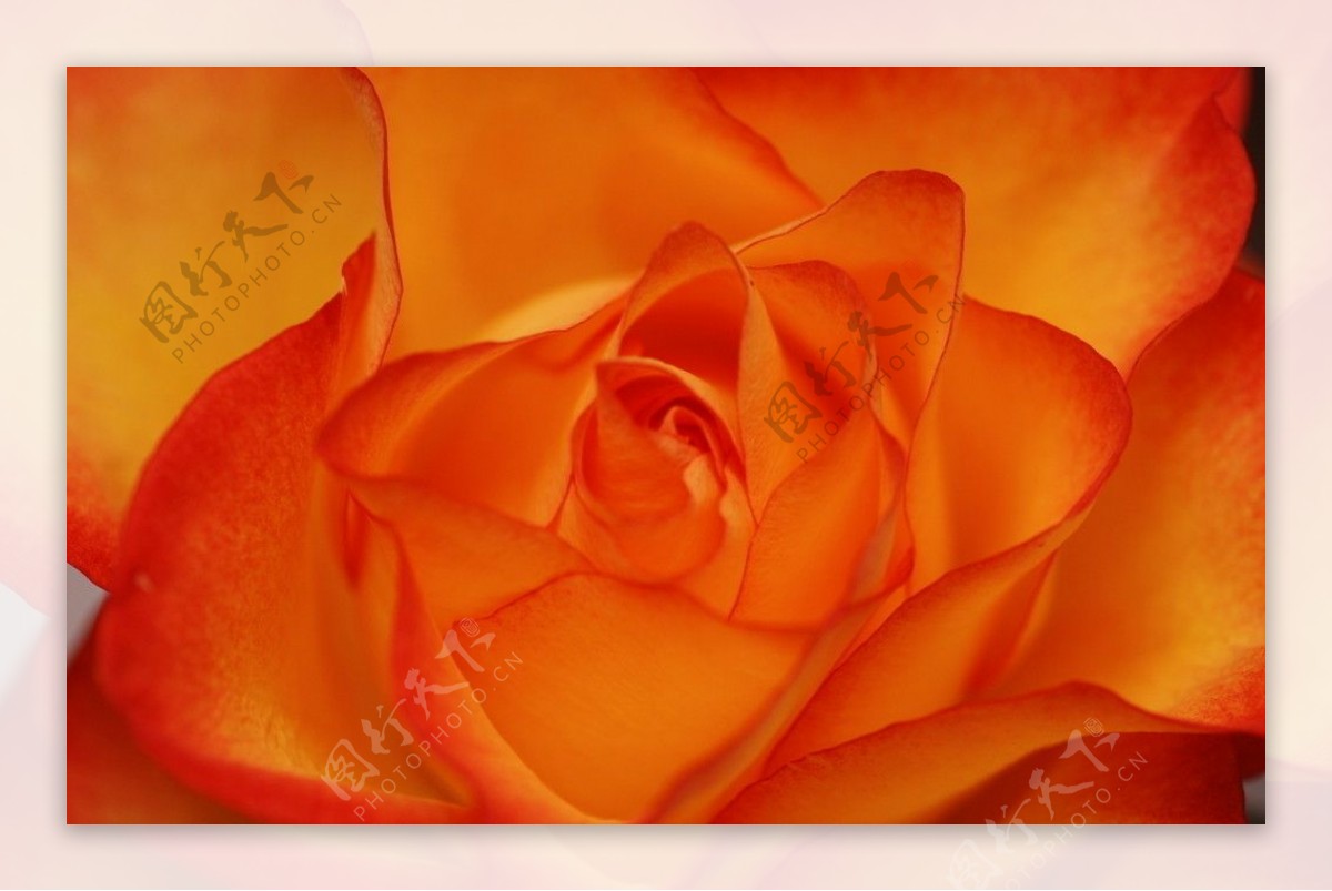 玫瑰花图片素材-编号15147127-图行天下