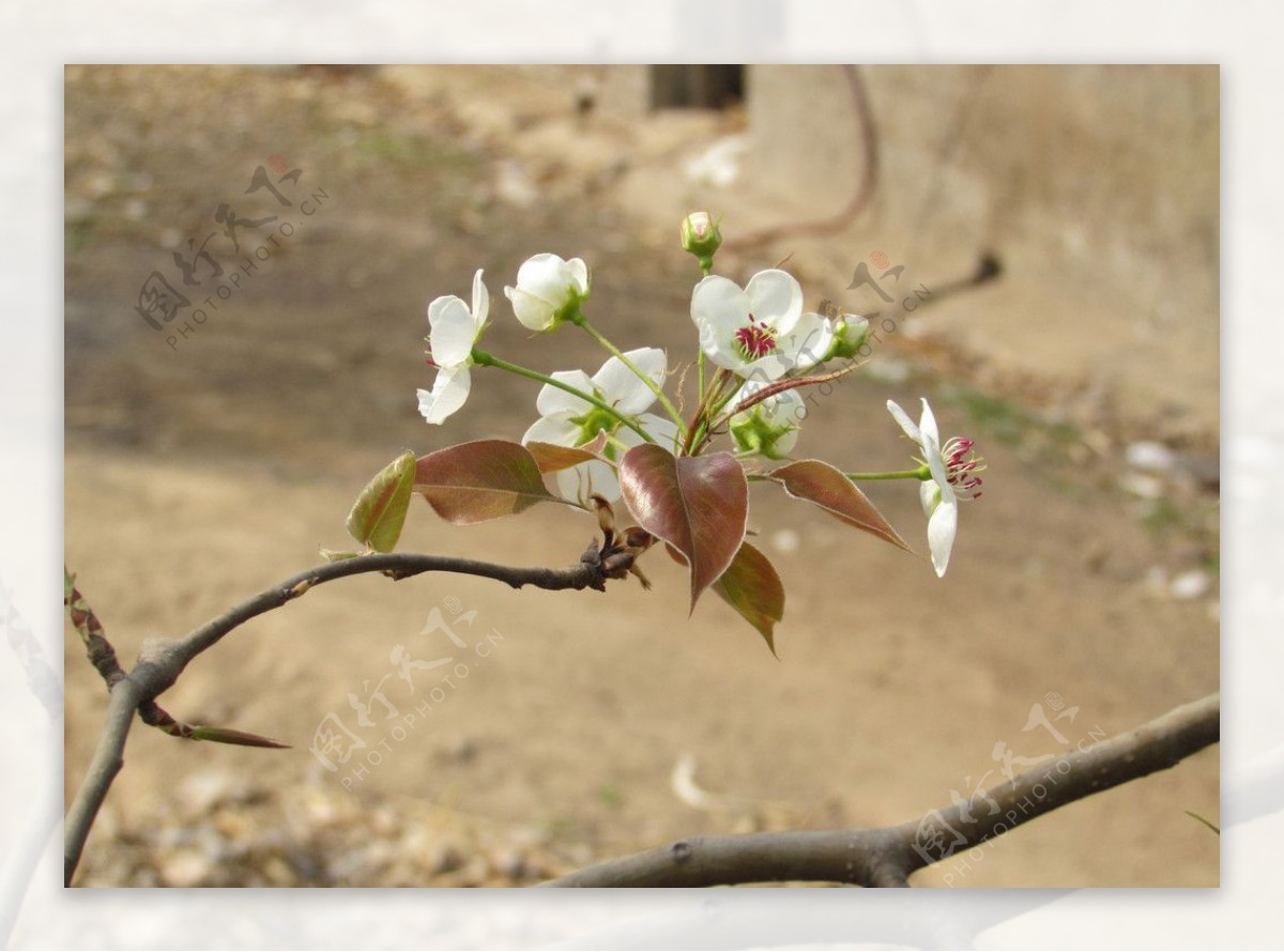 梨花梨树图片