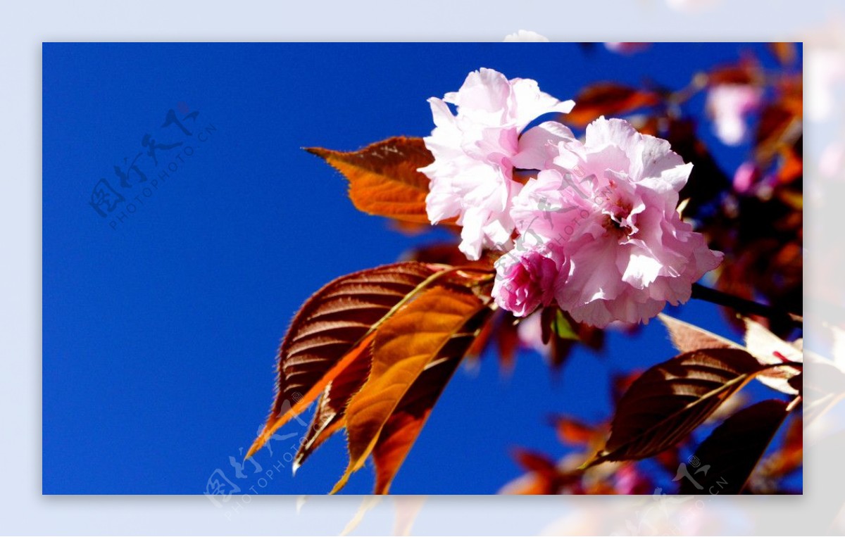 高原樱花图片