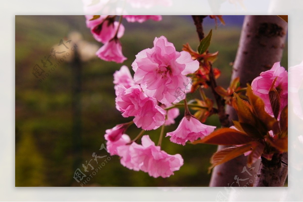 高原樱花图片