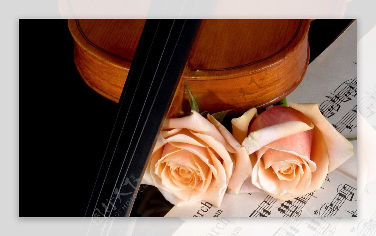 玫瑰与提琴图片