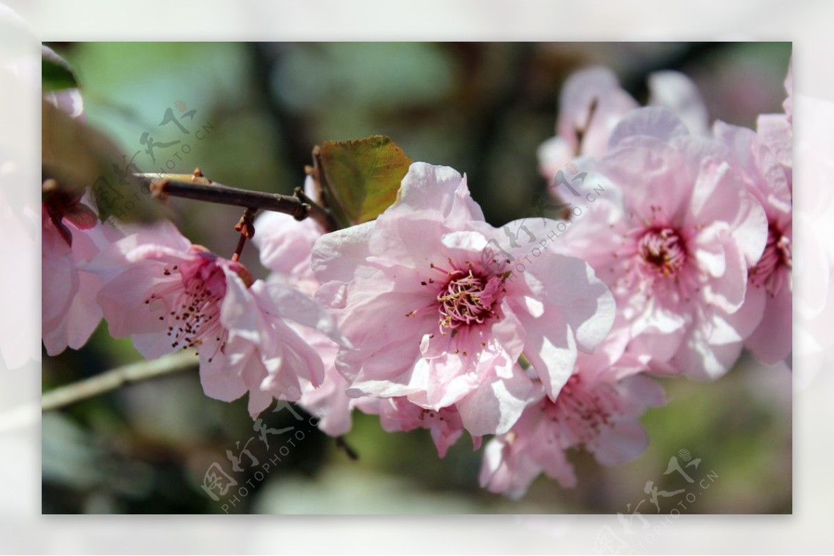 春天桃花盛开图片素材_免费下载_jpg图片格式_VRF高清图片500320125_摄图网