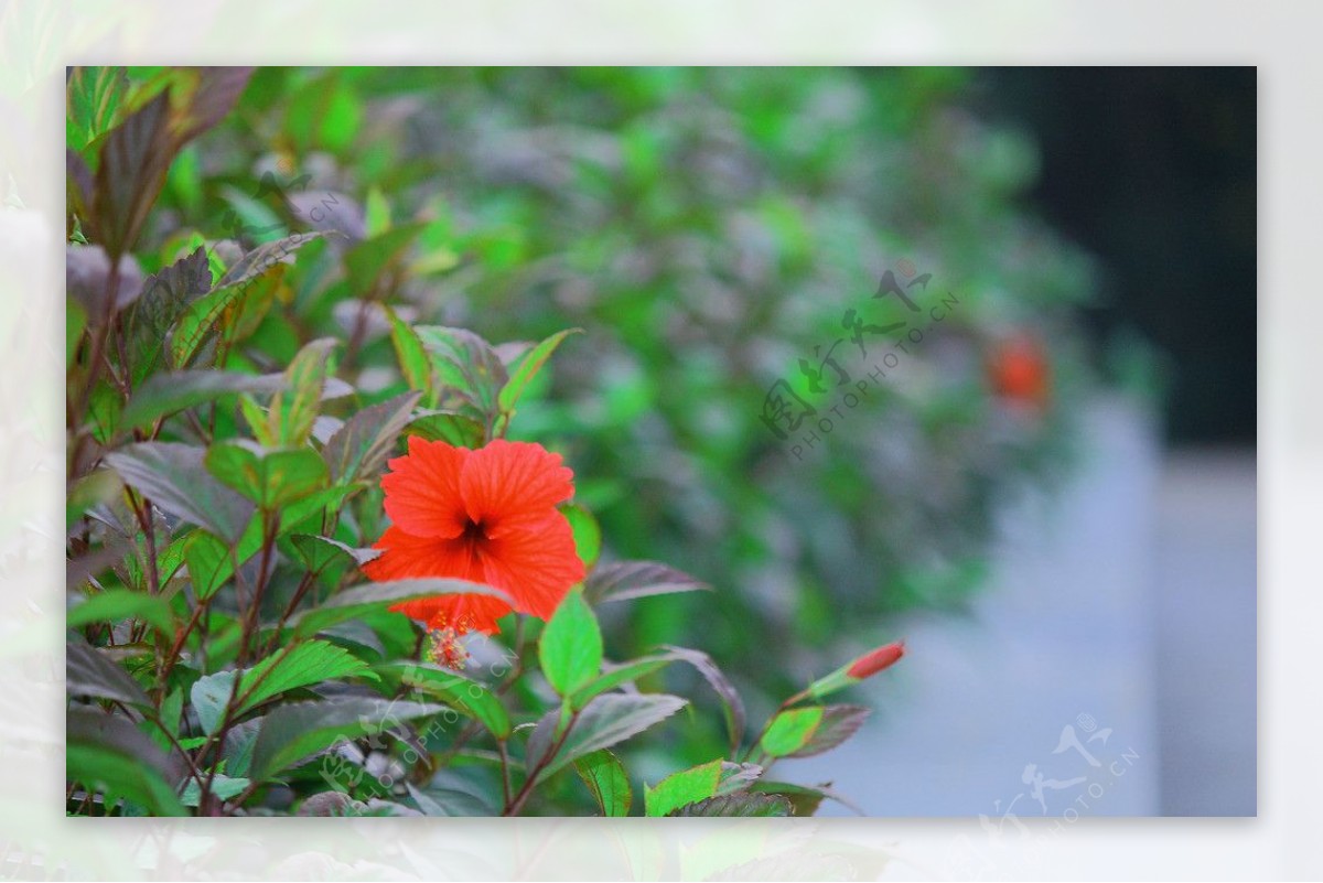 扶桑花图片