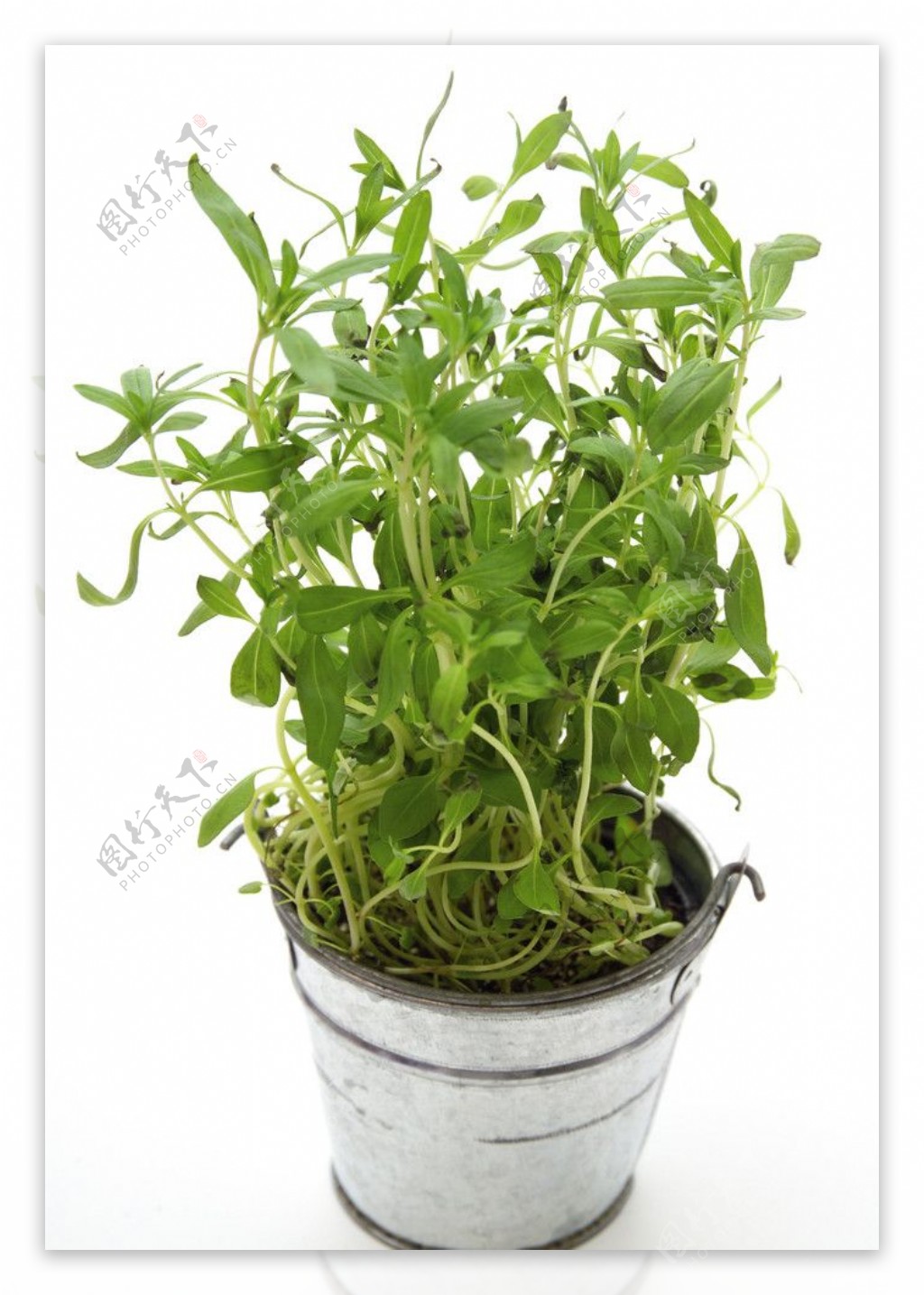 盆摘绿色草药图片