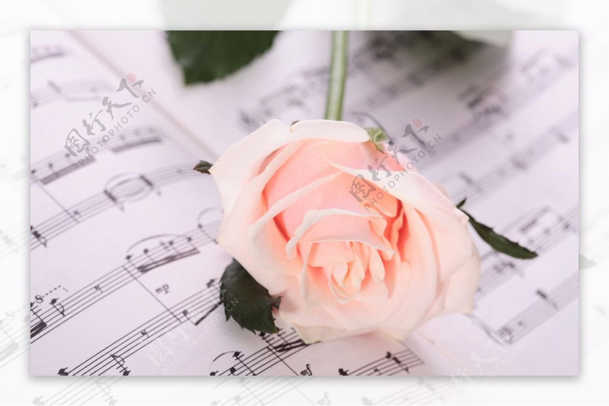 粉红玫瑰乐谱图片