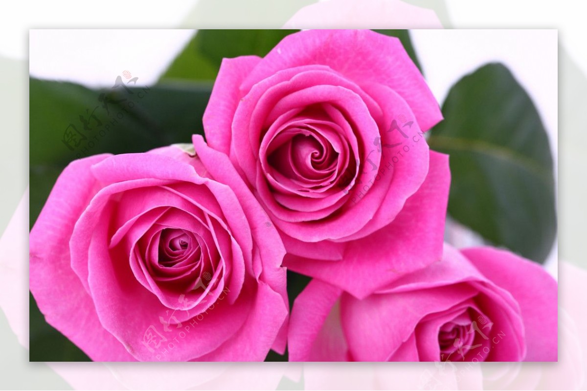 玫瑰花图片素材-编号29004214-图行天下