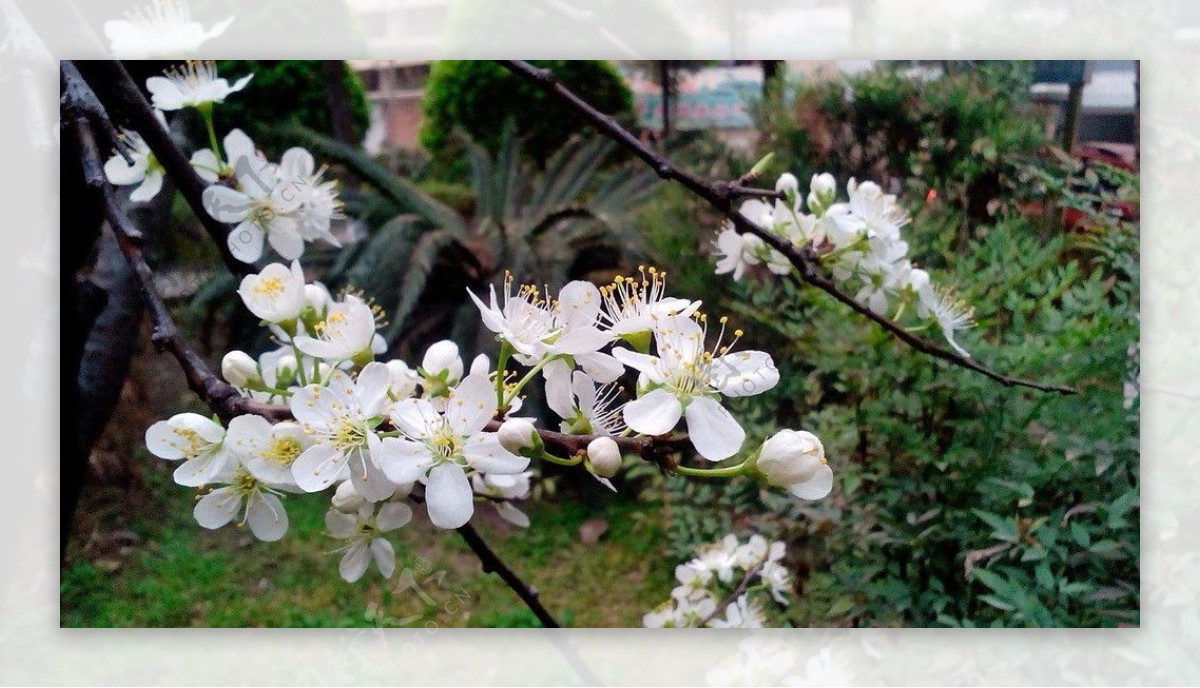 梨花海棠花图片