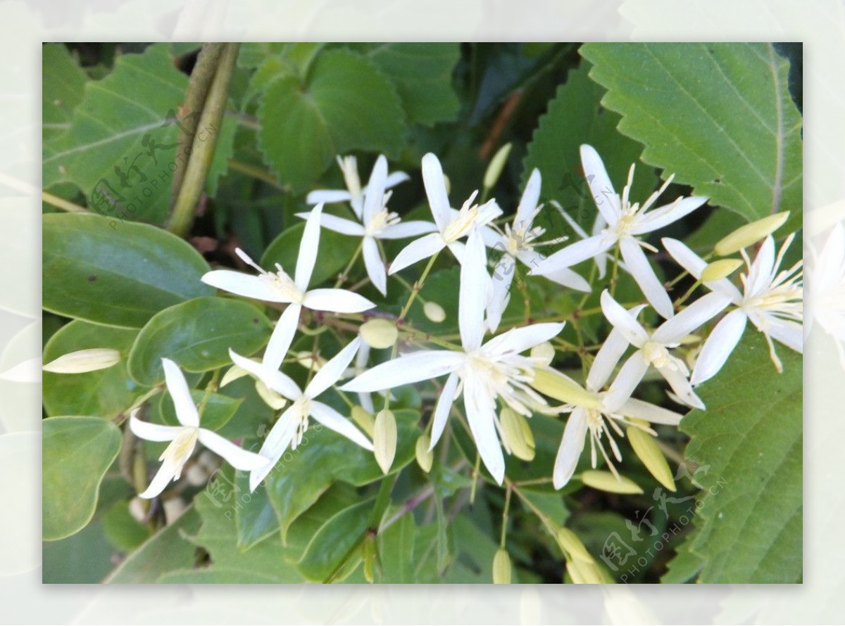 小白花图片