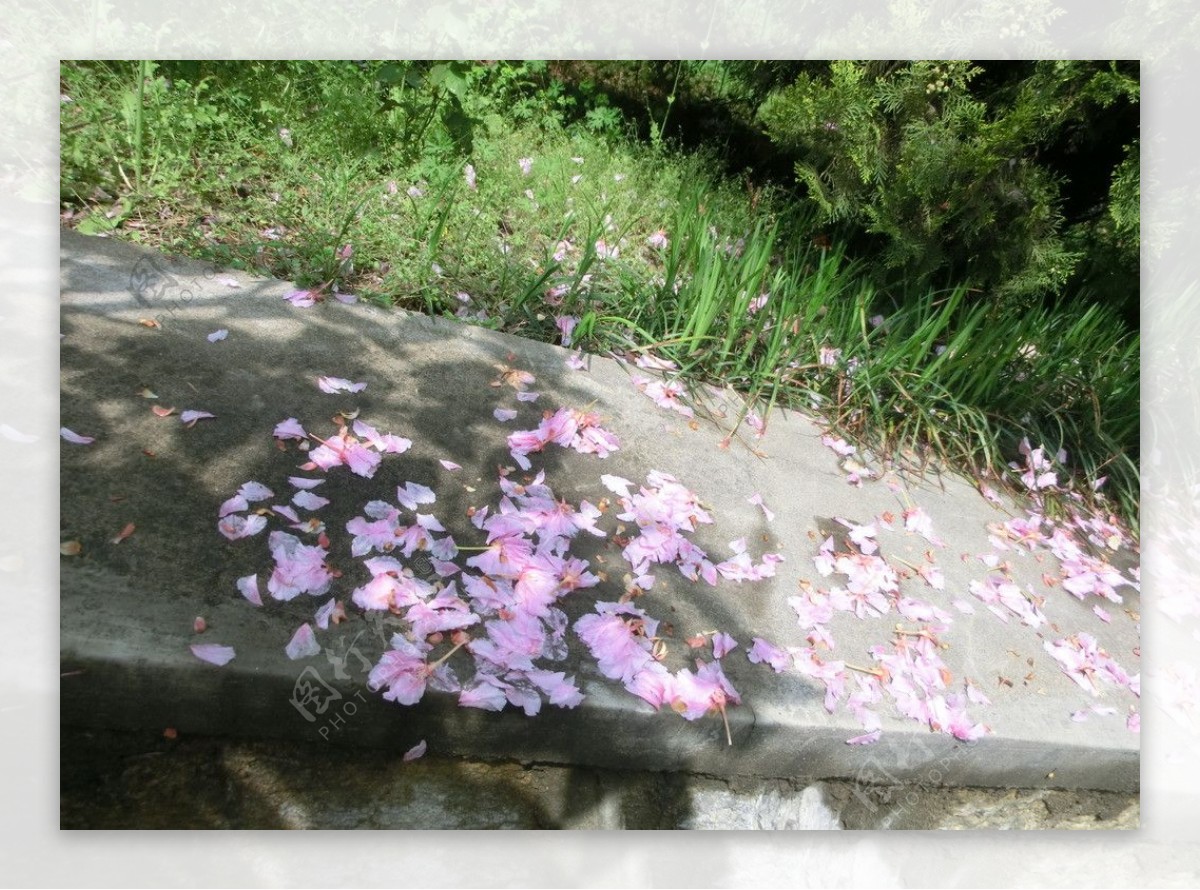 樱花花瓣图片