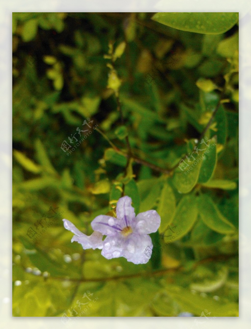 雨后小野花图片