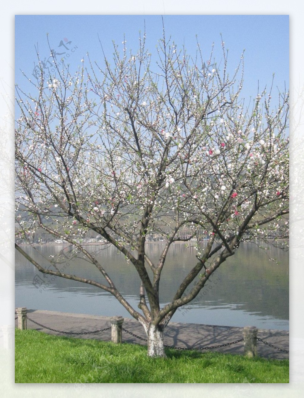 杭州西湖樱花特写图片