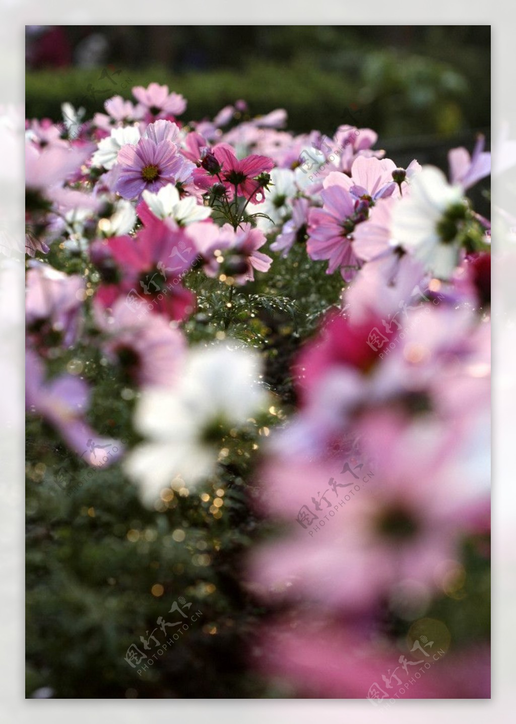 台北植物園波斯菊图片
