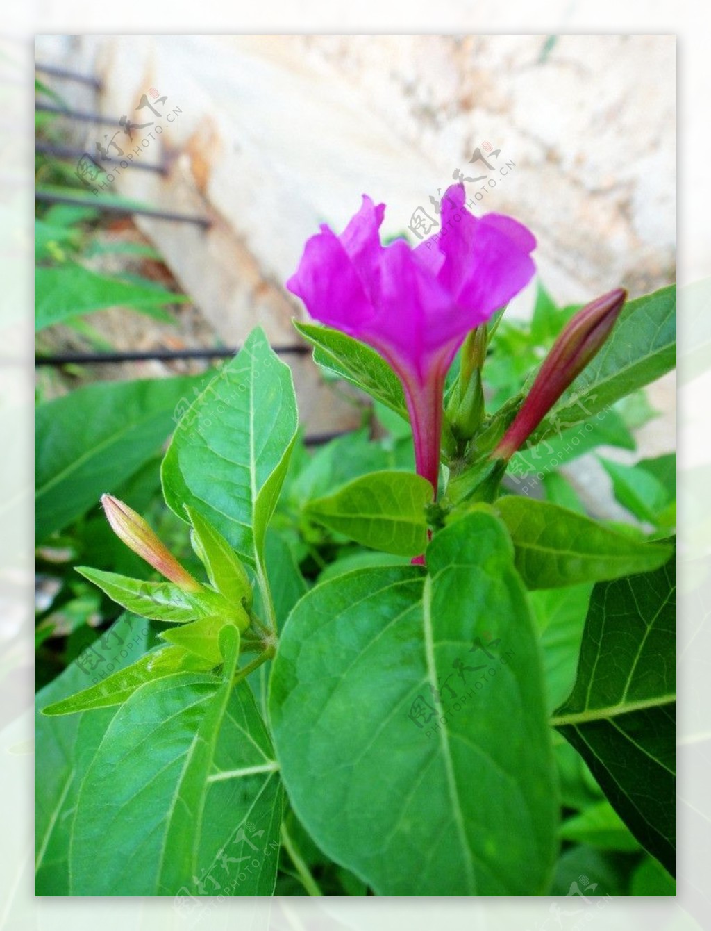 紫茉莉图片