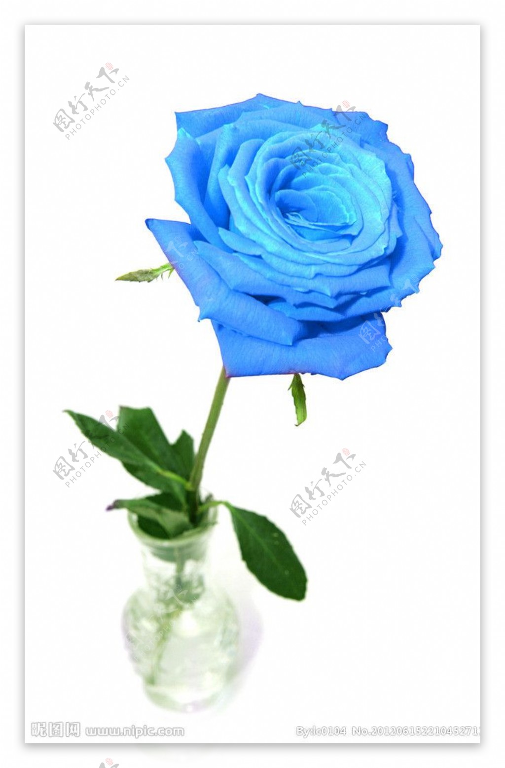蓝色玫瑰花图片素材-编号31065349-图行天下