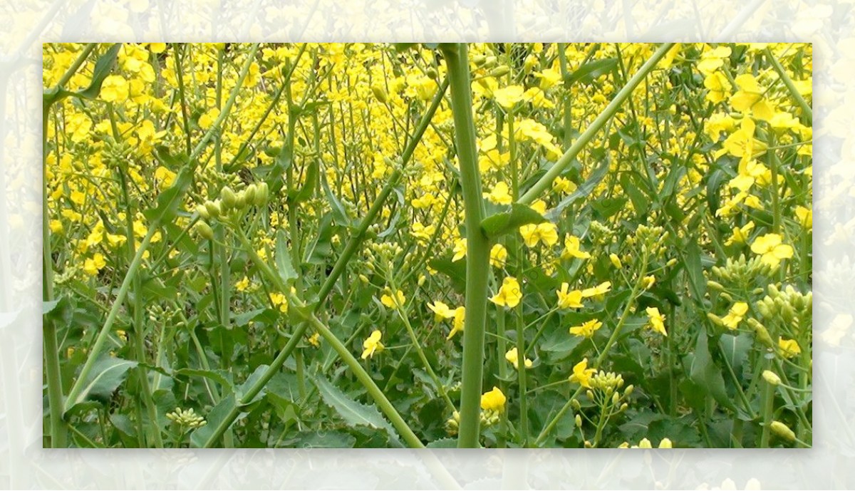 油菜花图片