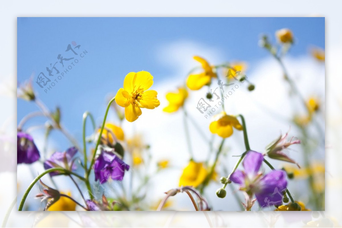 花卉花朵高清图片