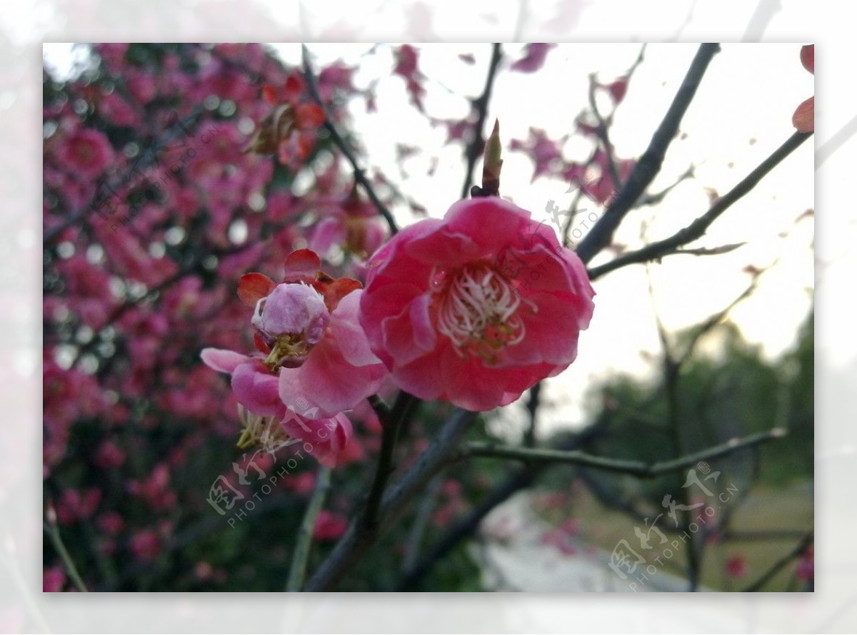 樱花花枝图片