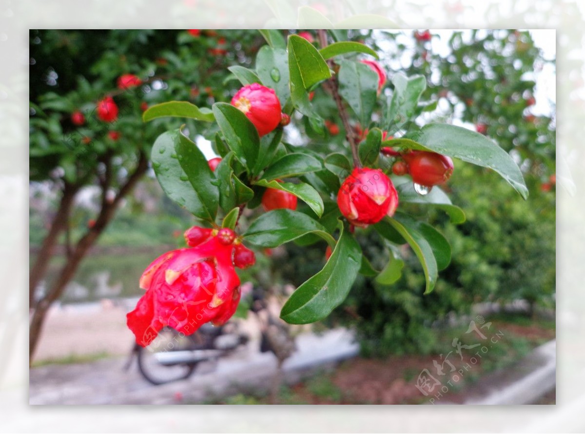 红石榴花蕾图片