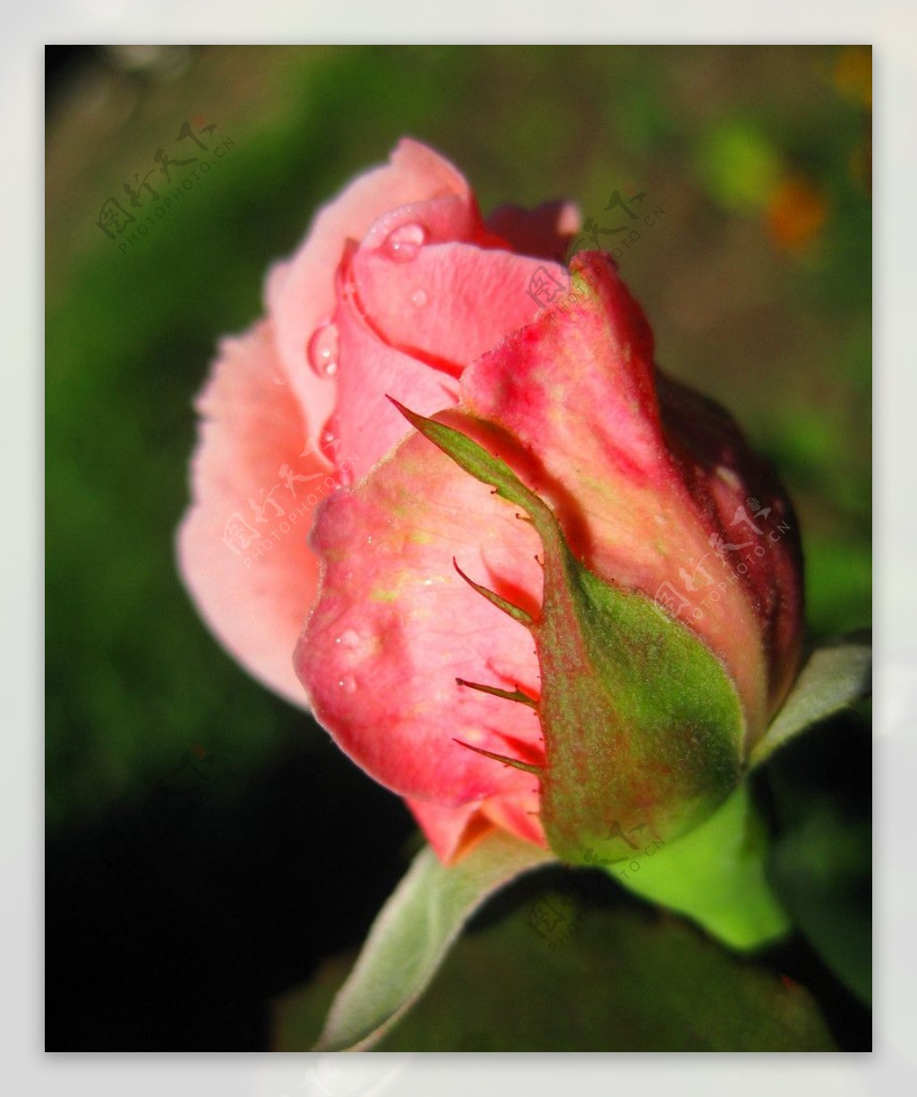 粉红月季花花蕾图片