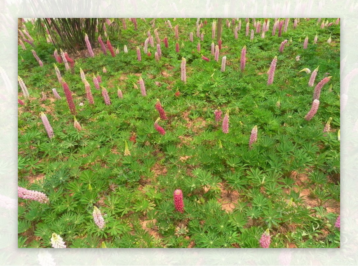 鲜花地图片