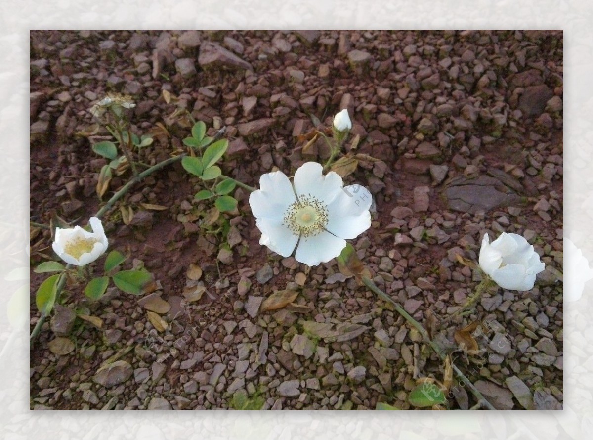 蔷薇花图片