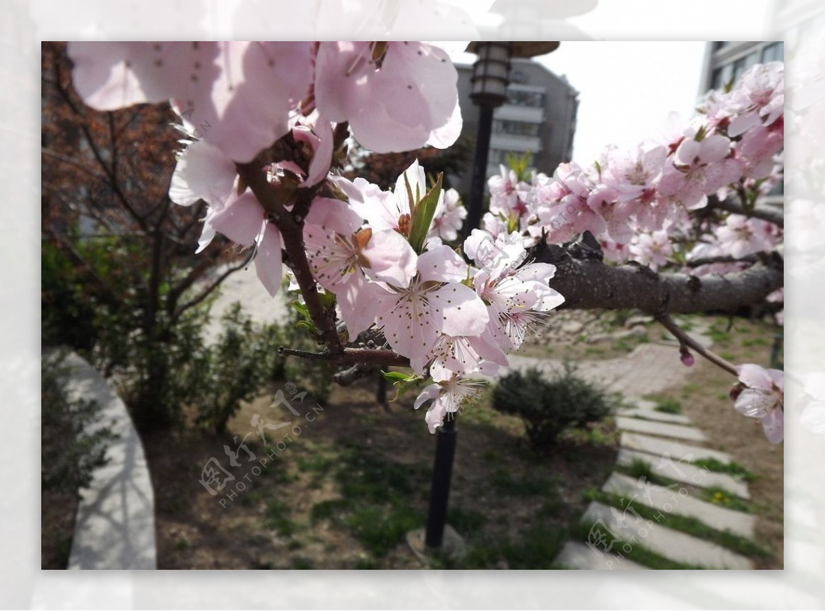 盛开桃花图片