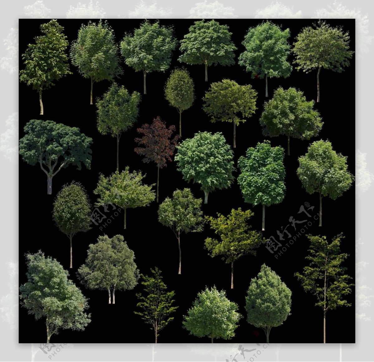 树木植物图片