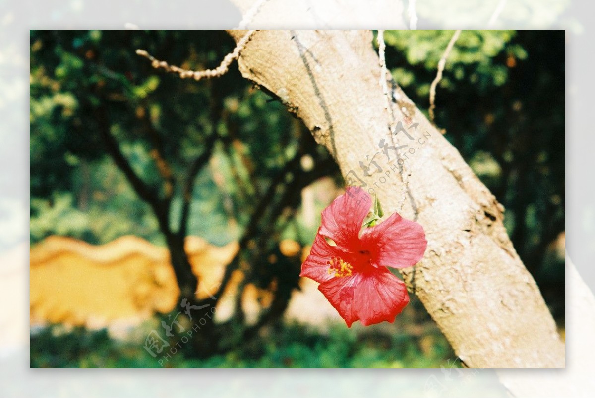 鲜花特写图片