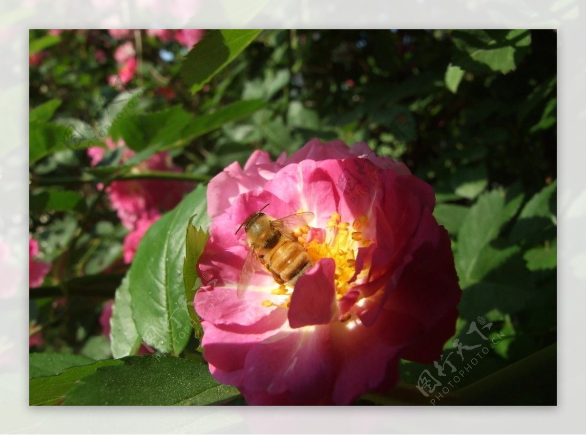 蔷薇花开蜜蜂来图片