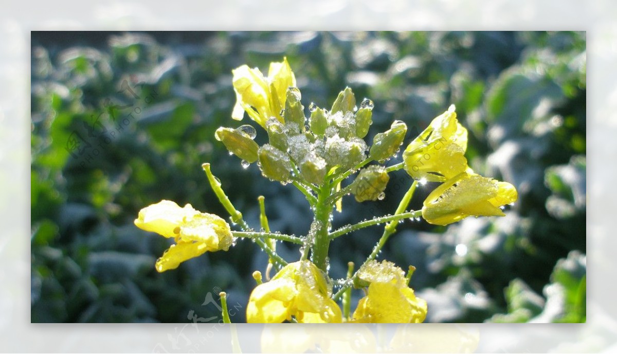 霜冻的油菜花图片