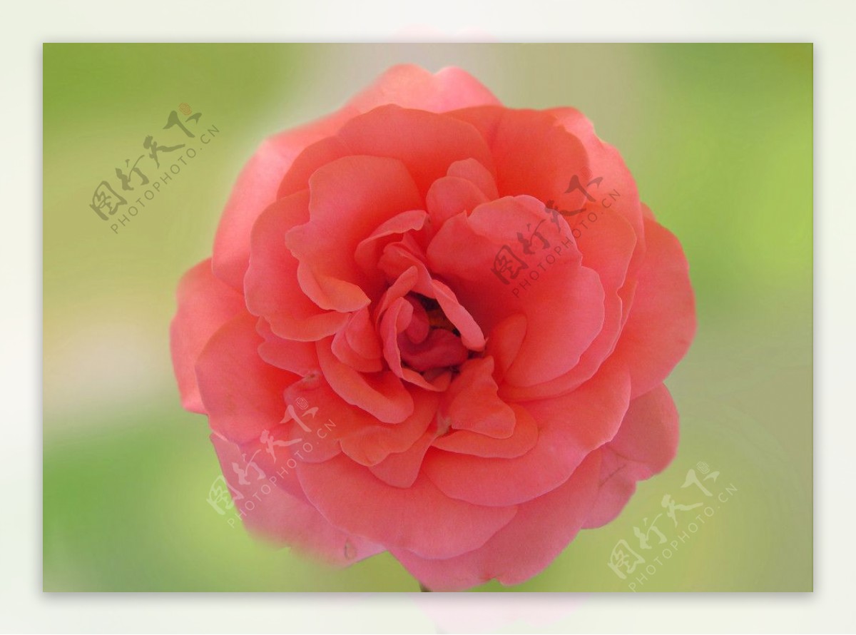 英国红玫瑰图片