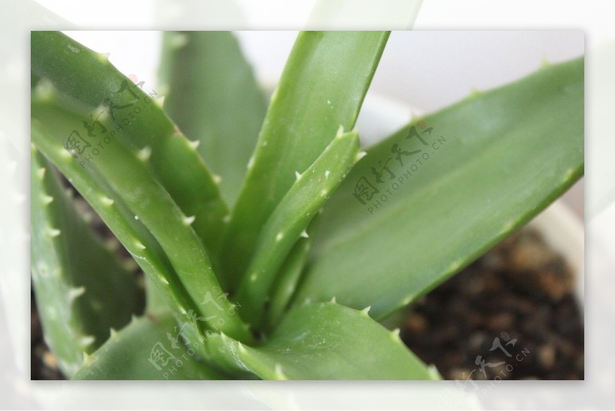 芦荟植物素材-芦荟植物图片-芦荟植物素材图片下载-觅知网