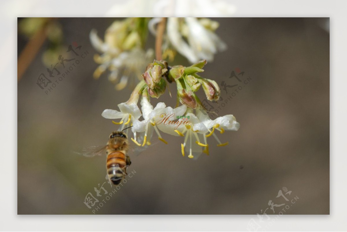 金银花和蜜蜂图片