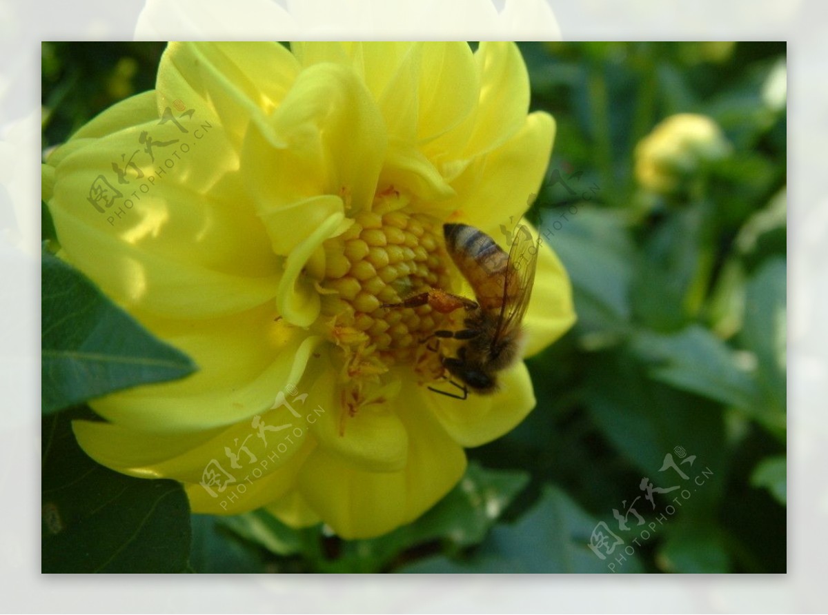 蜂与花图片