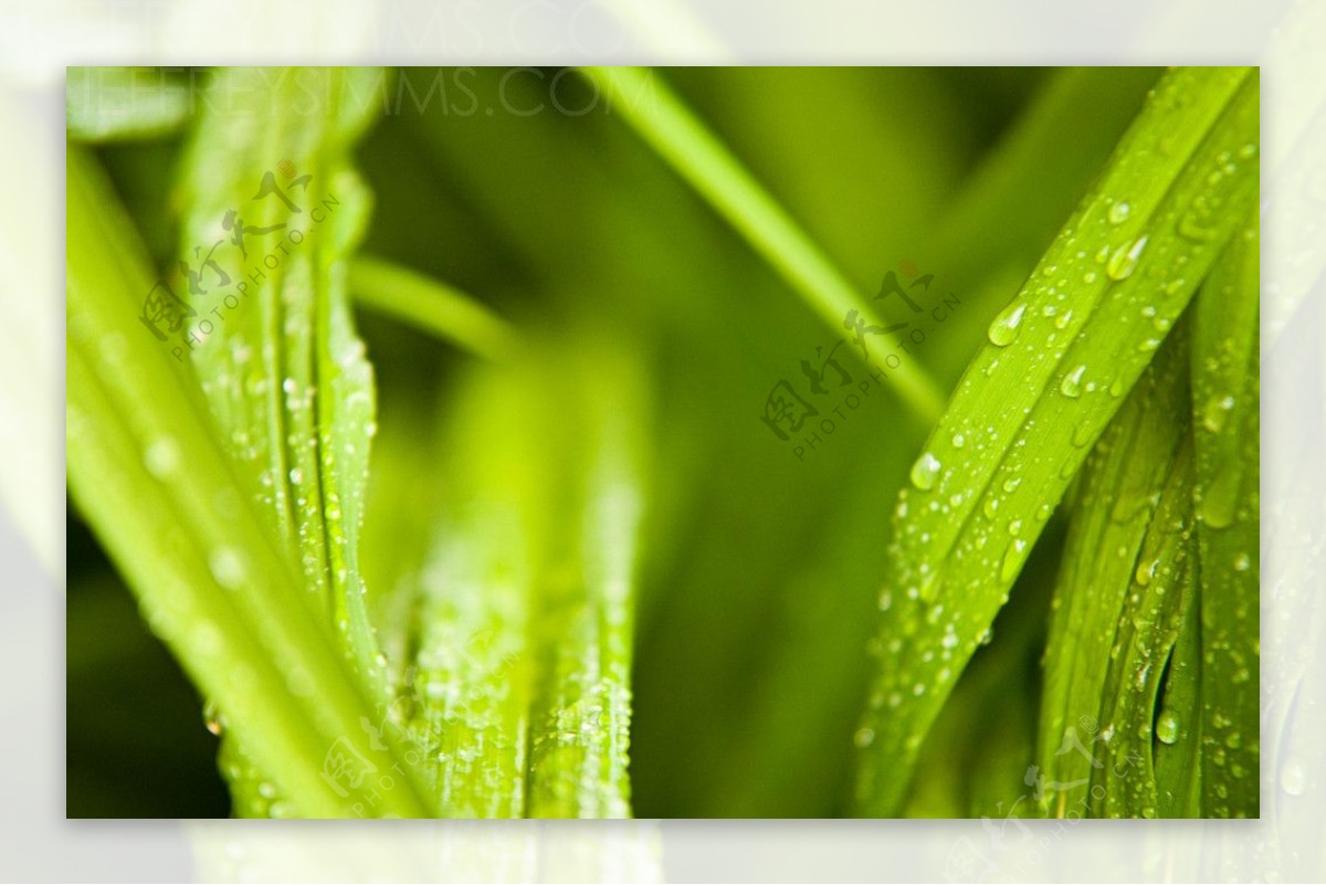 雨后青草上的水珠雨滴图片