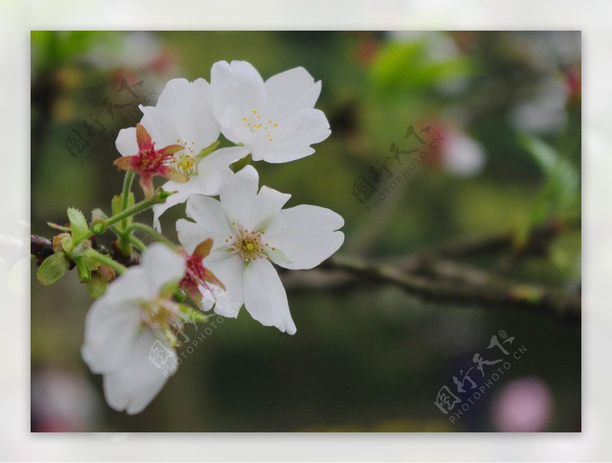 杭州樱花白图片