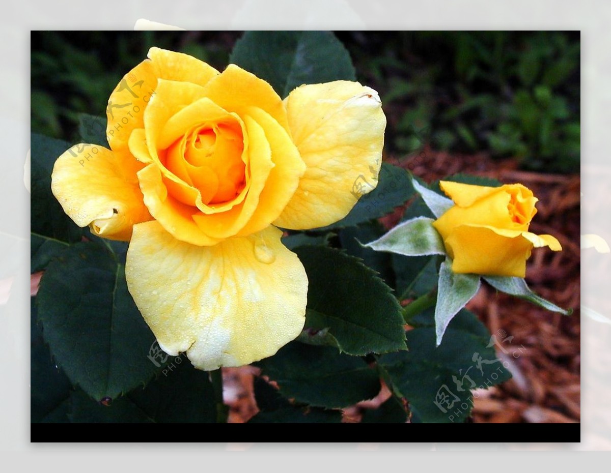 黄玫瑰摄影图片