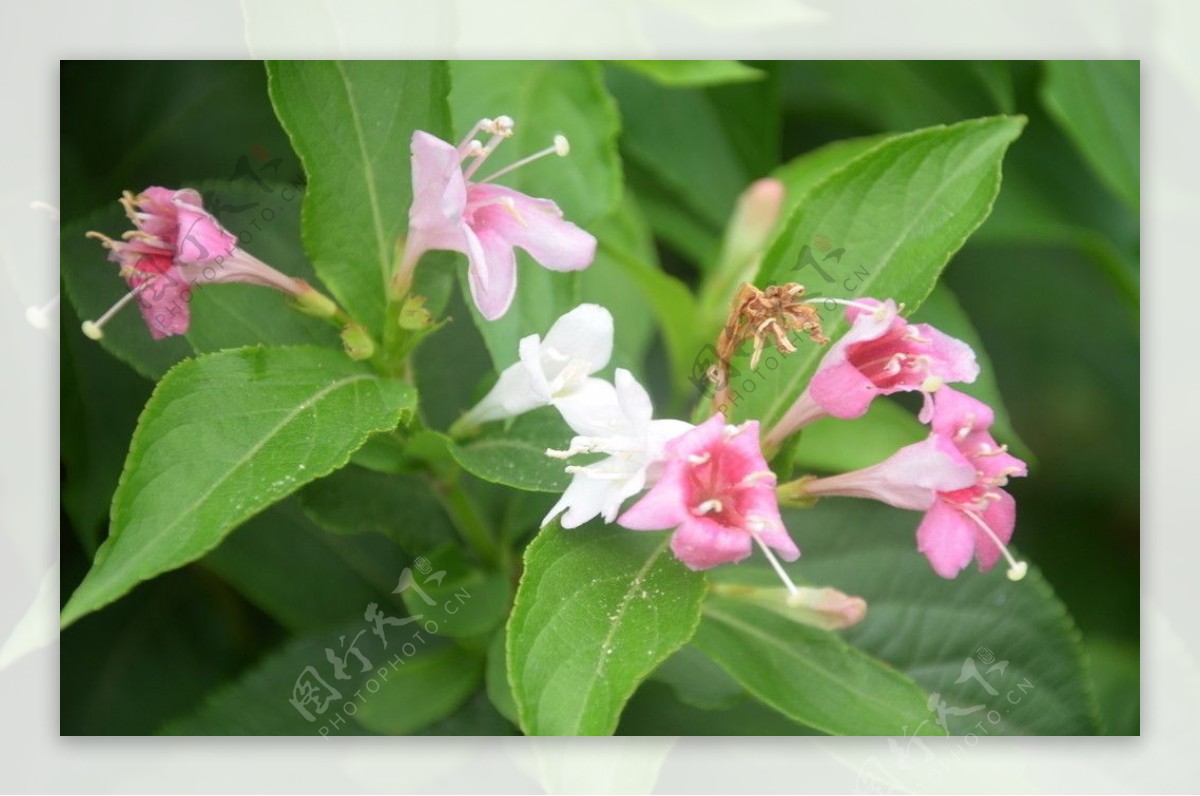 海仙花图片