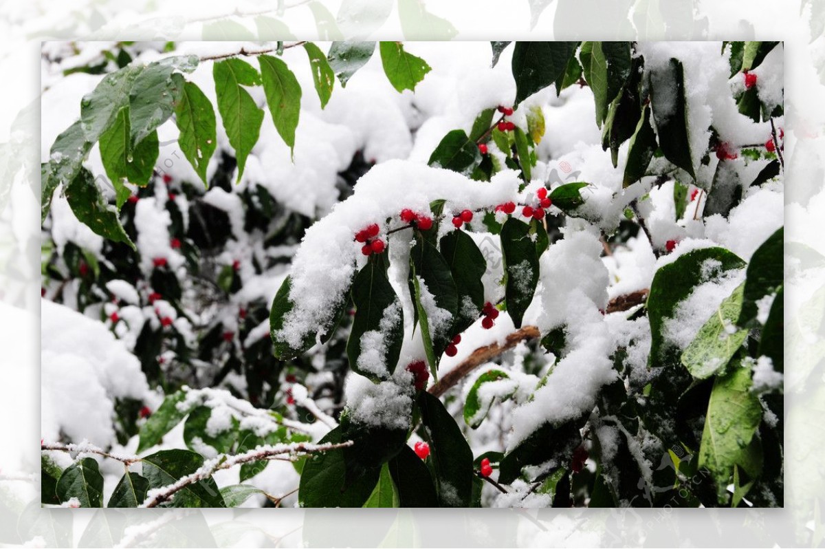 雪中红果树图片