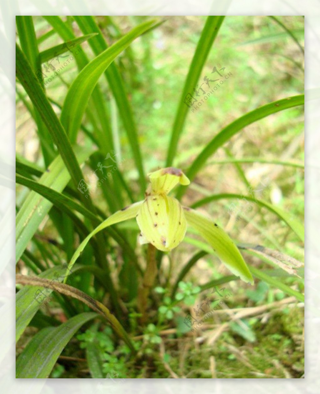 春兰山兰胡姬花君子兰图片