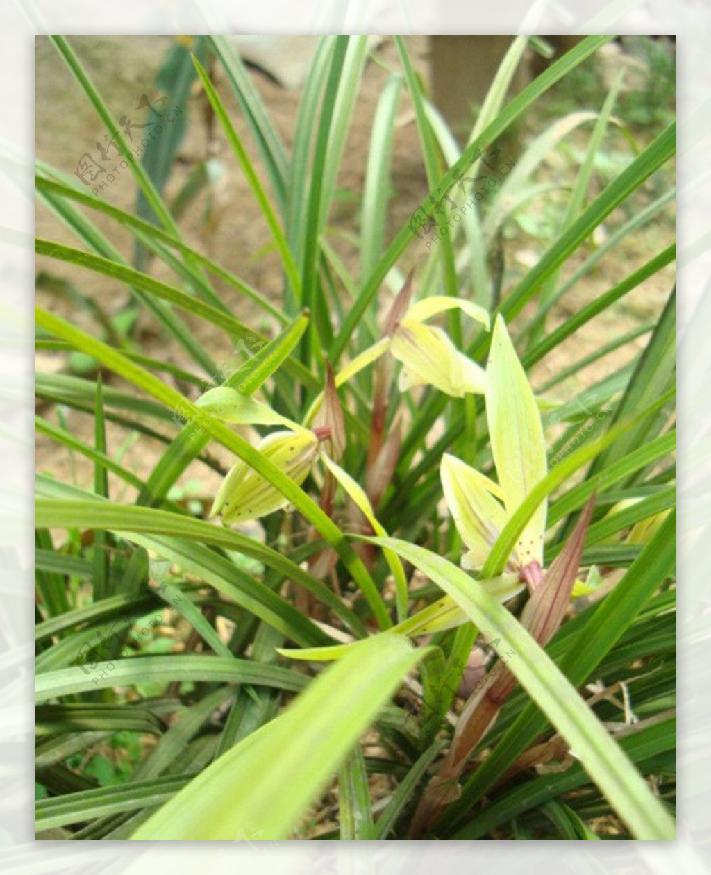 山兰春兰胡姬花君子兰图片