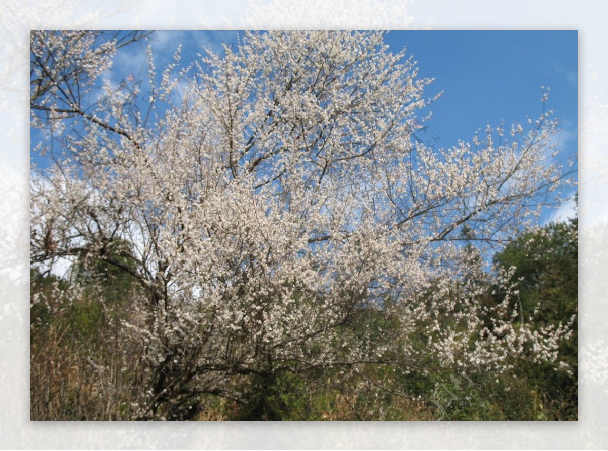 梅花图片