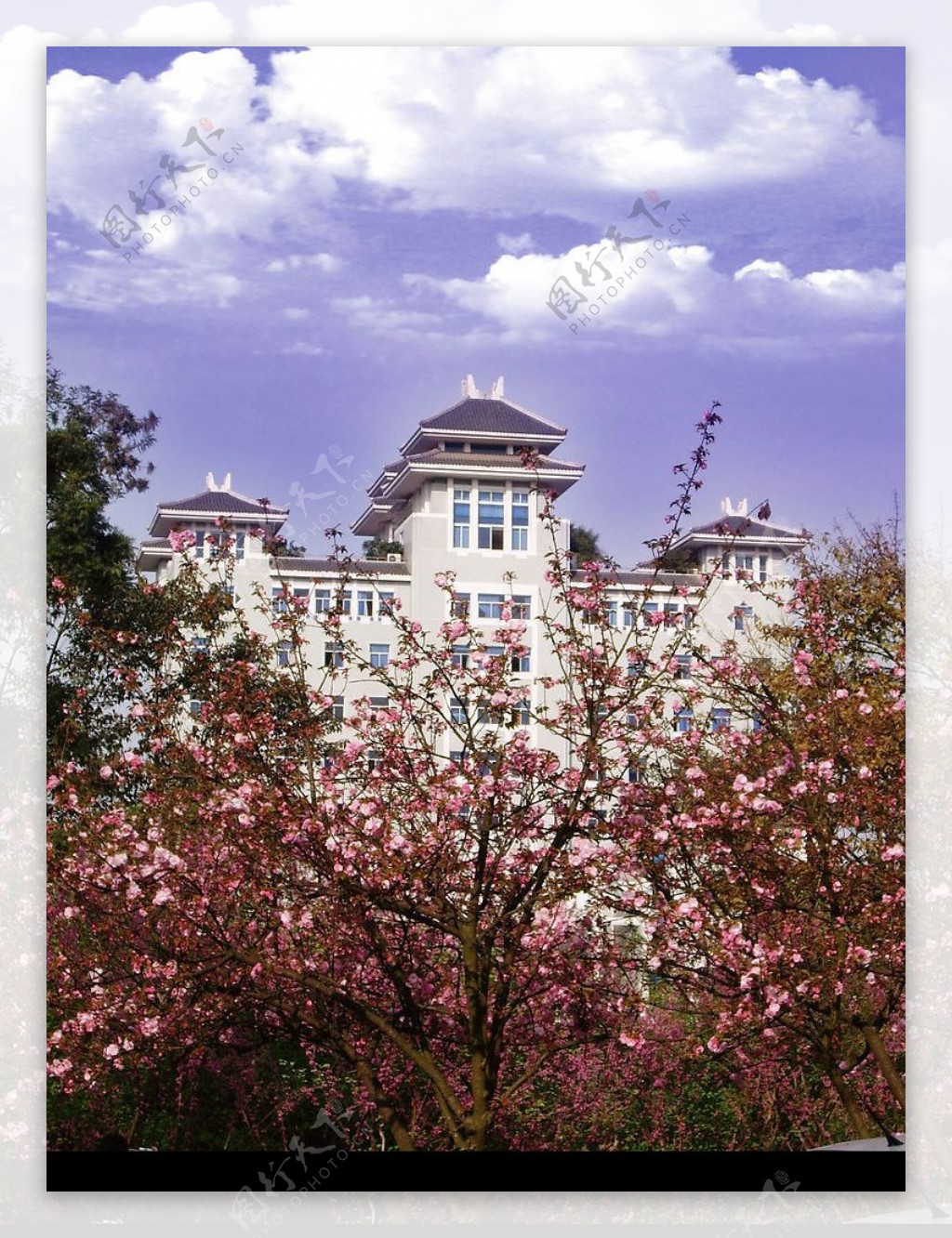 樱花和楼宇图片