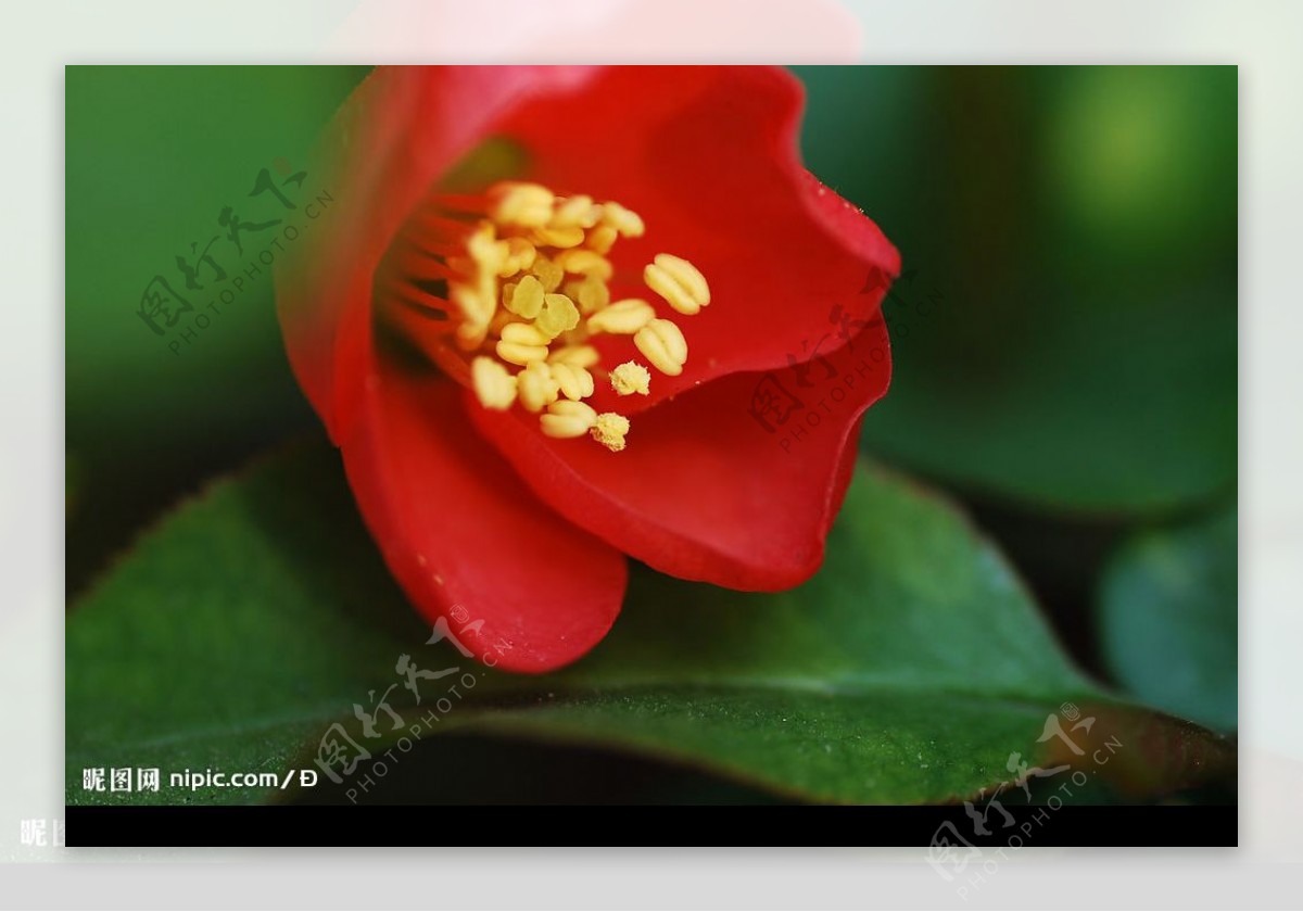 绿叶上的红海棠图片