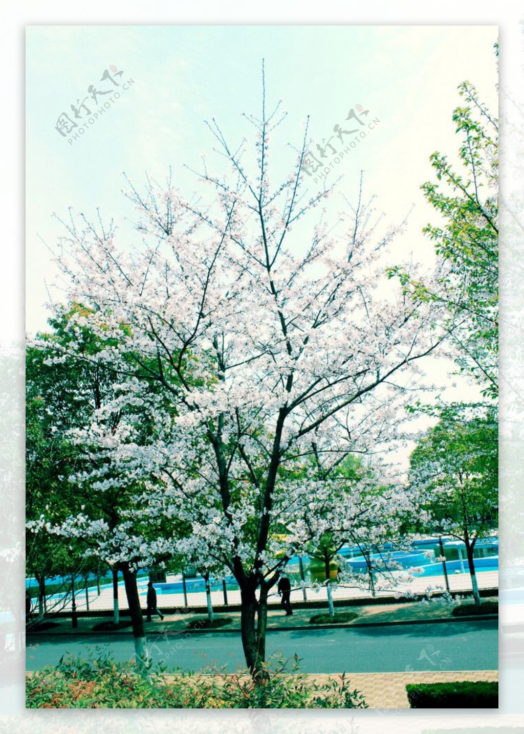樱花树图片