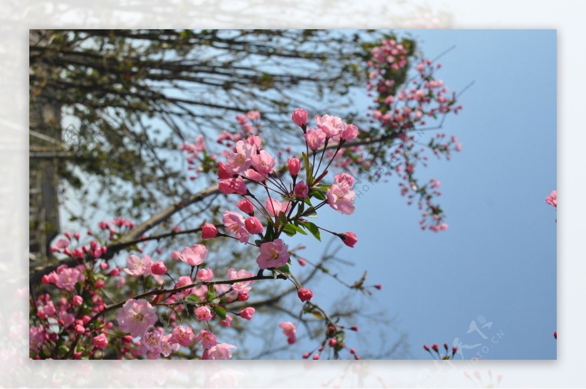 桃花图片