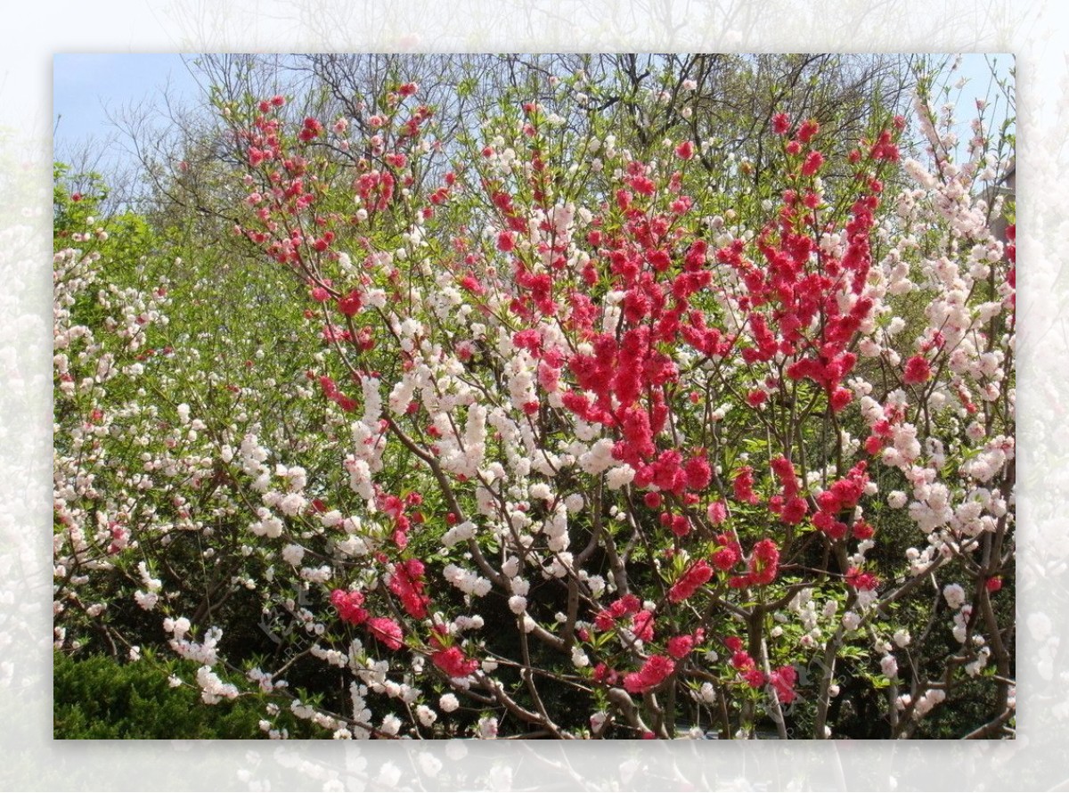 公园里红色的花和绿色植物图片