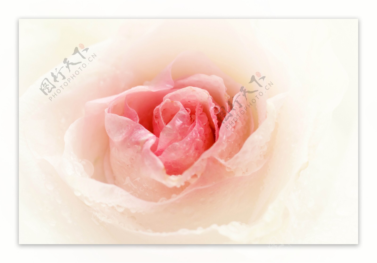 粉红色玫瑰花特写图片