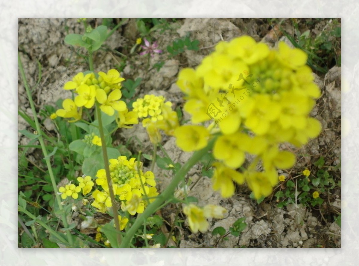 花春天自然风光田园风光油菜花黄花图片