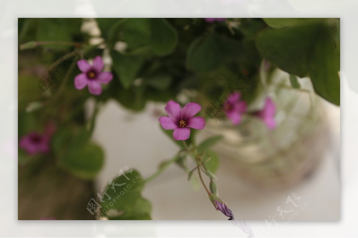 紫花酢浆草图片